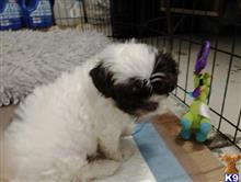 shih tzu puppy posted by Maria Lou